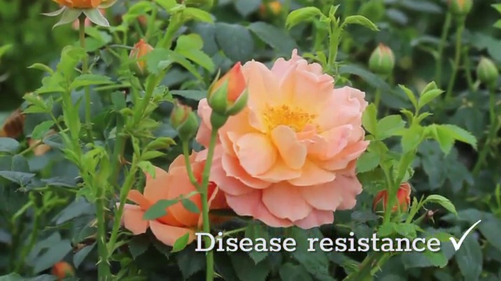Amazon.com: Proven Winners - ROSA `AT LAST` (Rose) Rose, orange